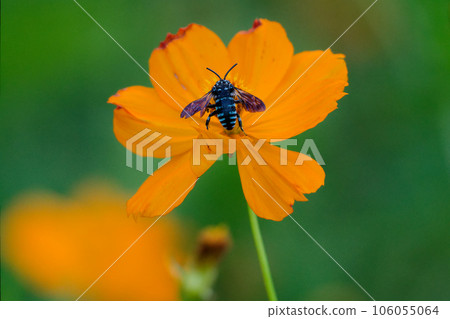 幸福的青蜂 琉璃門花蜂 訪花 106055064