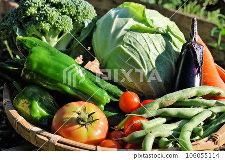 a lot of vegetables in a basket a lot of vegetables in a basket 106055114