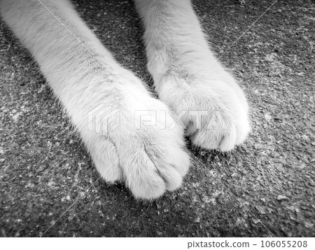 Hand ~ cat's hand ~ 106055208