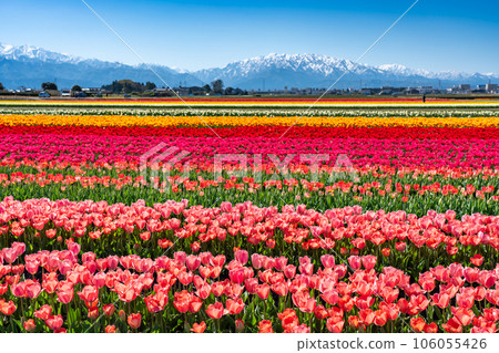 Nyuzen Flower Road 2023 tulip fields and remaining snow in the Northern Alps, Nyuzen Town, Toyama Prefecture Nyuzen Flower Road 2023 tulip fields and remaining snow in the Northern Alps, Nyuzen Town, Toyama Prefecture 106055426