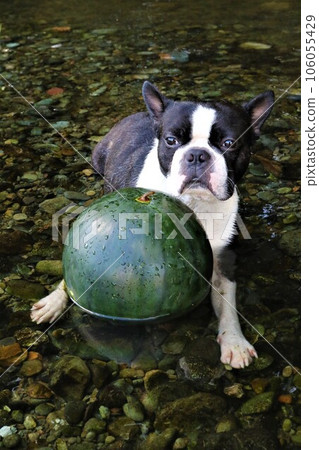 Mighty-kun, a Boston terrier, stares cutely at a watermelon chilled in the clear waters of Tokigawa's Tokigawa River♡ 106055429