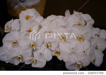 Phalaenopsis orchid  106055790
