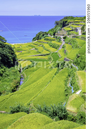 即將收穫的美麗濱浦梯田（佐賀縣玄海町） 106055960