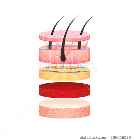 Hair dermis epidermis adipose layers, hypodermis tissue, fat cells and muscle with bone. Layer of the human anatomy skin. 106056029