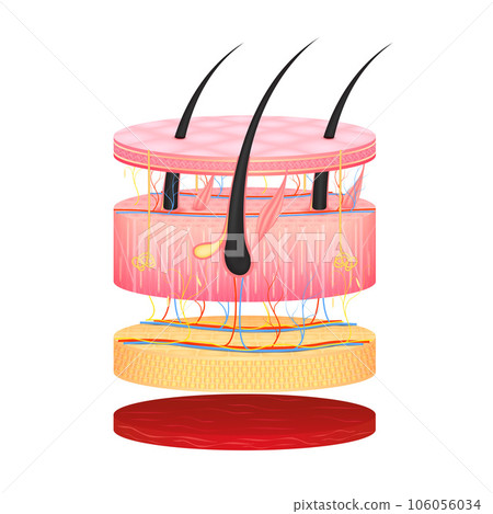 Human skin. Layered epidermis with hair follicle, sweat and sebaceous glands. Healthy skin anatomy medical vector illustration 106056034