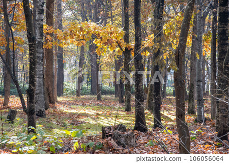 sunny autumn park 106056064