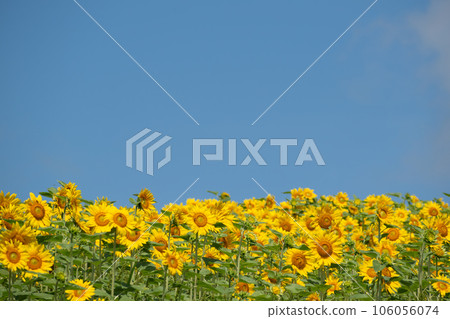 Sun flower fields in full bloom and blue sky Sun flower fields in full bloom and blue sky 106056074