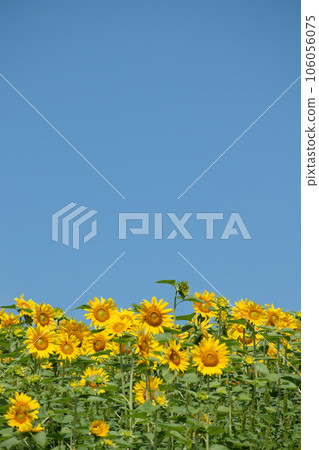 太陽在盛開和藍天的花田 太陽在盛開和藍天的花田 106056075