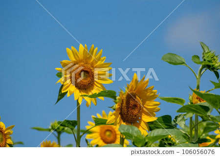 Sunflower in full bloom and blue sky Sunflower in full bloom and blue sky 106056076