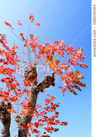 秋天的樹葉 106056404