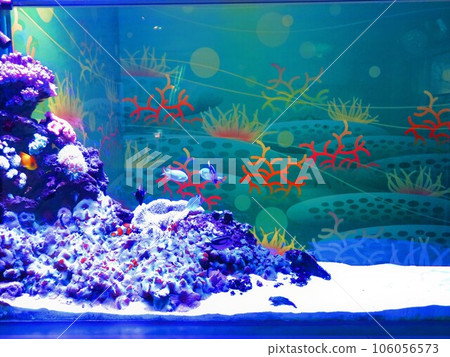 Tropical fish Tropical fish 106056573