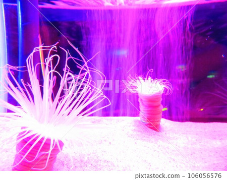 Sea anemone Sea anemone 106056576