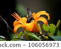Flower and butterfly 106056973