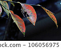autumn 106056975