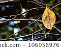 autumn 106056976