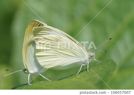 菜白蝴蝶在八月中旬交配 106057007