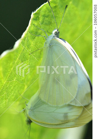 菜白蝴蝶在八月中旬交配 106057008