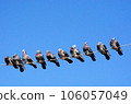 Dove 106057049
