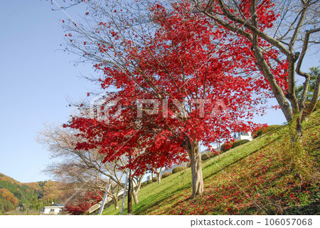 小原四季櫻祭（四季櫻花與秋葉的結合） 106057068