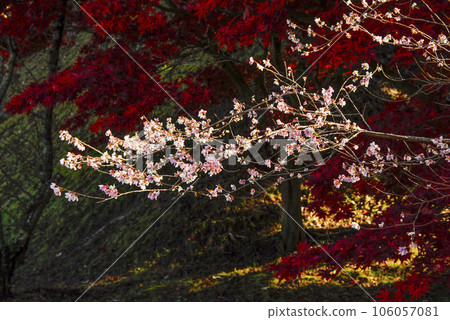 小原四季櫻祭(四季櫻花與秋葉的結合) 小原四季櫻祭(四季櫻花與秋葉的結合) 106057081