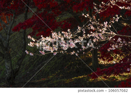 Obara Shikizakura Festival (Collaboration of four seasons cherry blossoms and autumn leaves) Obara Shikizakura Festival (Collaboration of four seasons cherry blossoms and autumn leaves) 106057082
