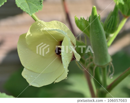 Okra Okra 106057083