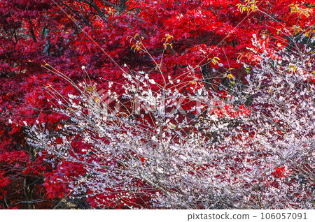 小原四季櫻祭(四季櫻花與秋葉的結合) 小原四季櫻祭(四季櫻花與秋葉的結合) 106057091