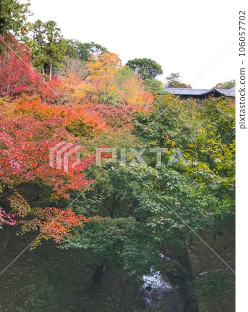 [Tofuku-ji Temple] A garden that begins to change colors 106057702