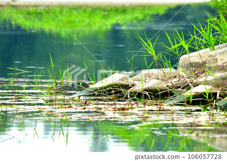 Riverbed blocks and aquatic plants 106057728