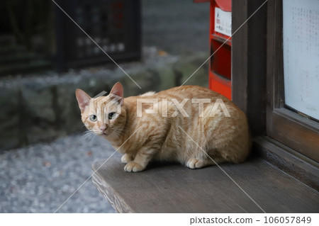 一隻住在寺廟裡的流浪貓 一隻住在寺廟裡的流浪貓 106057849