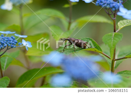 象鼻蟲和繡球花 106058151