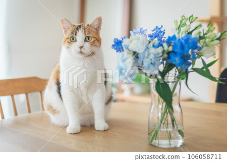 blue flower and cat blue flower and cat 106058711