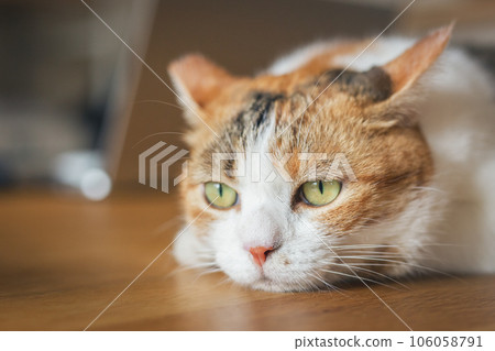 Pensive cat Pensive cat 106058791