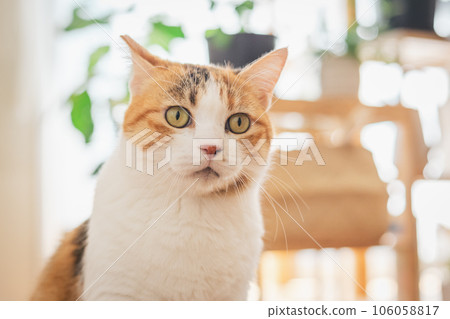 Cat relaxing indoors Cat relaxing indoors 106058817