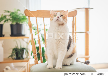 Cat playing on a chair indoors 106058883