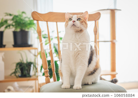 Cat playing on a chair indoors Cat playing on a chair indoors 106058884