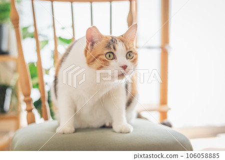 Cat playing on a chair indoors 106058885