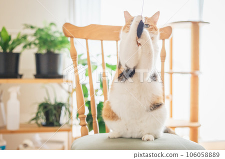 Cat playing on a chair indoors Cat playing on a chair indoors 106058889
