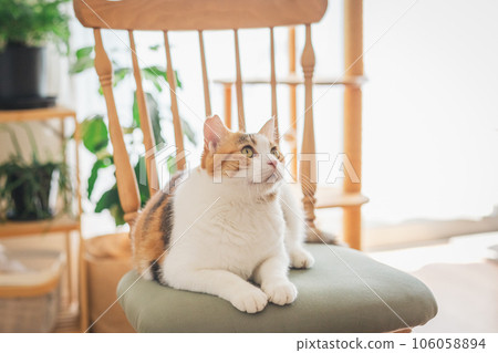 Cat playing on a chair indoors Cat playing on a chair indoors 106058894