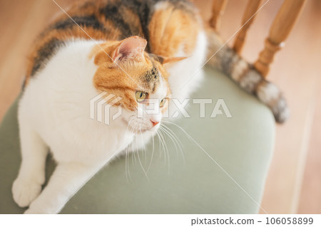 Cat playing on a chair indoors Cat playing on a chair indoors 106058899