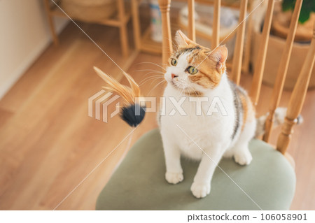 Cat playing on a chair indoors Cat playing on a chair indoors 106058901