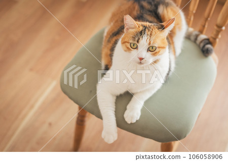 貓在室內的椅子上玩耍 106058906