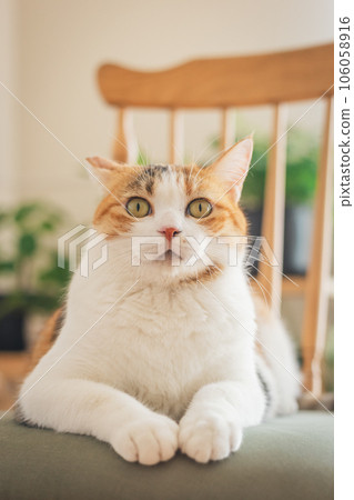 Cat playing on a chair indoors 106058916