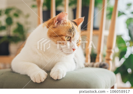 Cat playing on a chair indoors 106058917