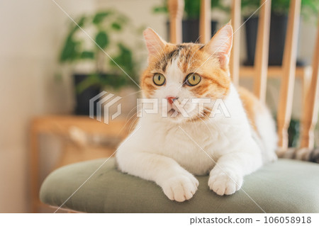 Cat playing on a chair indoors 106058918