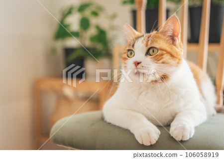 Cat playing on a chair indoors Cat playing on a chair indoors 106058919