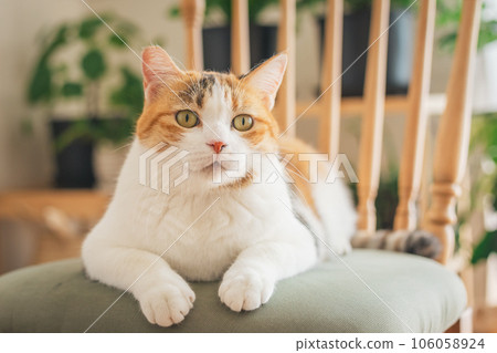 Cat playing on a chair indoors Cat playing on a chair indoors 106058924