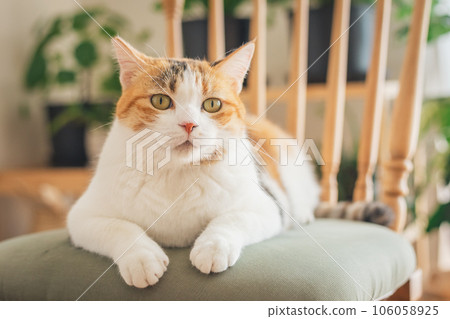 Cat playing on a chair indoors 106058925