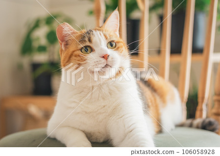 Cat playing on a chair indoors Cat playing on a chair indoors 106058928