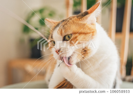 Cat playing on a chair indoors 106058933